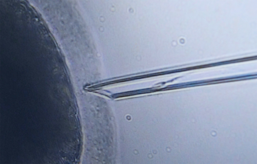 baby-produced